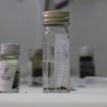 Black fly samples at MDSC 3