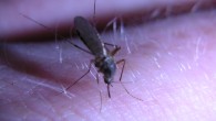 The African diaspora in the UK could play a key role in malaria prevention awareness in countries where the disease is endemic. Read the full story here. Published in the...