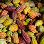 Cocoa pods